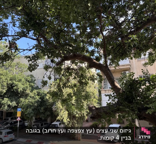 עץ גדול עם ענפים מעל חניון ומכוניות